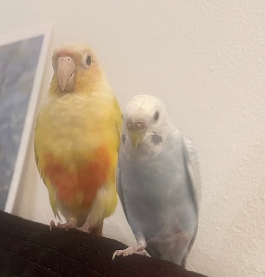 My two birds perched side by side